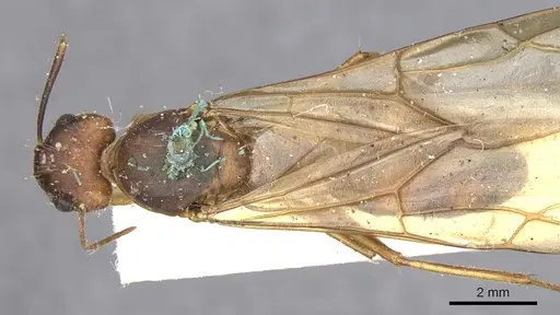 Camponotus variegatus specimen CASENT0903587 image casent0903587_1