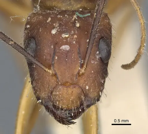 Camponotus variegatus specimen CASENT0903587 image casent0903587_2