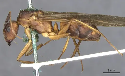Camponotus variegatus specimen CASENT0903587 image casent0903587_3