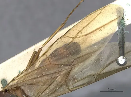 Camponotus variegatus specimen CASENT0903587 image casent0903587_4