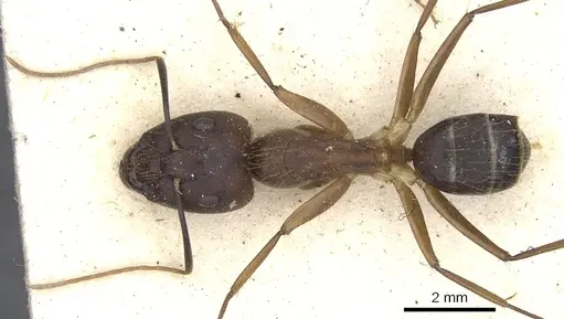 Camponotus variegatus specimen CASENT0903588 image casent0903588_1
