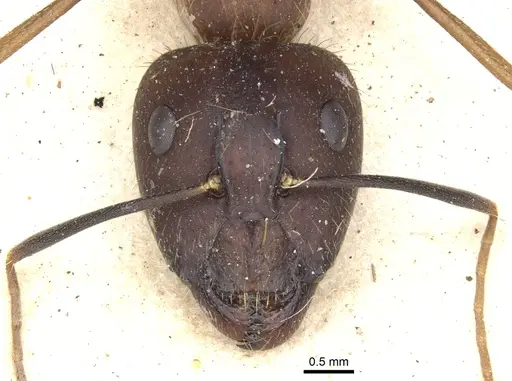 Camponotus variegatus specimen CASENT0903588 image casent0903588_2