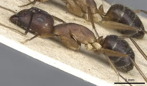 Camponotus variegatus specimen CASENT0903588 image casent0903588_3