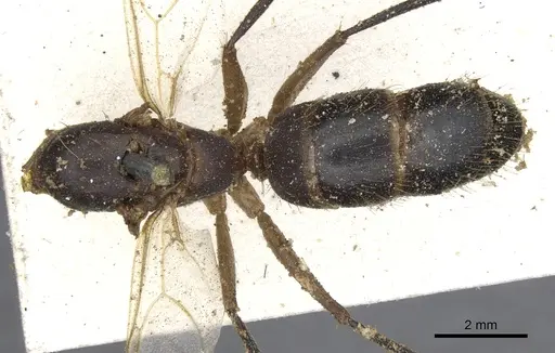Camponotus variegatus specimen CASENT0903589 image casent0903589_1