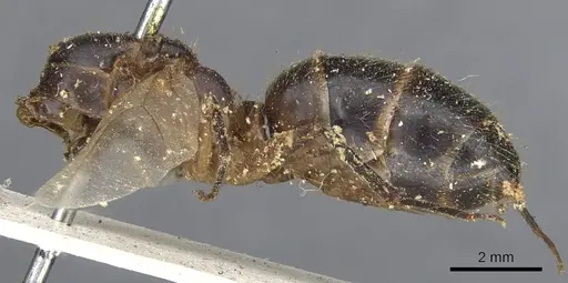 Camponotus variegatus specimen CASENT0903589 image casent0903589_2