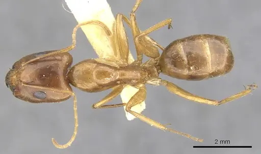 Camponotus variegatus specimen CASENT0903591 image casent0903591_1