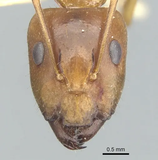 Camponotus variegatus specimen CASENT0903591 image casent0903591_2