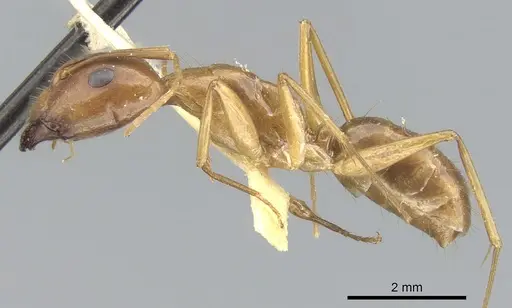 Camponotus variegatus specimen CASENT0903591 image casent0903591_3