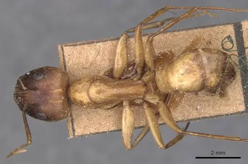 Camponotus variegatus specimen CASENT0905327 image casent0905327_1