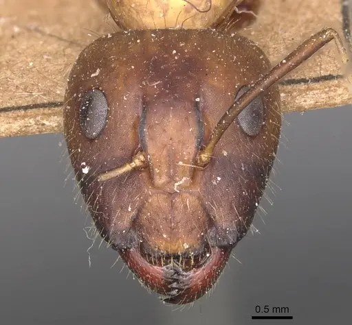 Camponotus variegatus specimen CASENT0905327 image casent0905327_2
