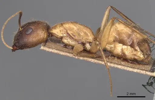 Camponotus variegatus specimen CASENT0905327 image casent0905327_3