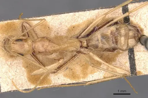 Camponotus variegatus specimen CASENT0905328 image casent0905328_1