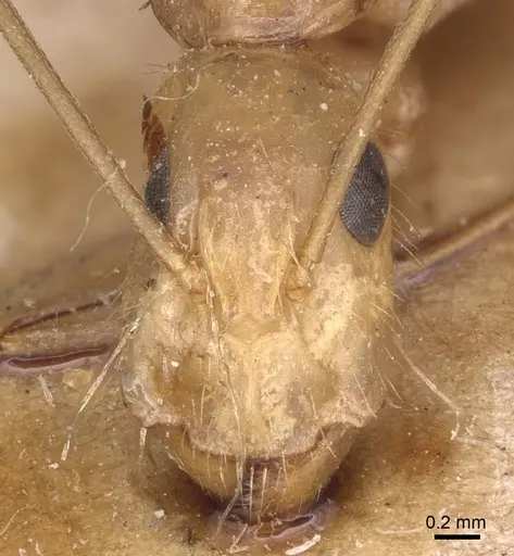 Camponotus variegatus specimen CASENT0905328 image casent0905328_2