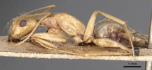 Camponotus variegatus specimen CASENT0905328 image casent0905328_3