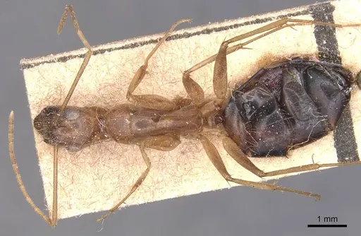 Camponotus variegatus specimen CASENT0905329 image casent0905329_1