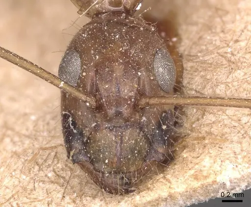 Camponotus variegatus specimen CASENT0905329 image casent0905329_2