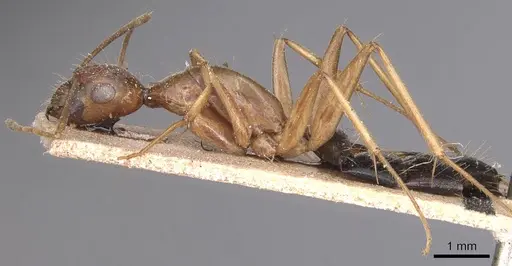 Camponotus variegatus specimen CASENT0905329 image casent0905329_3