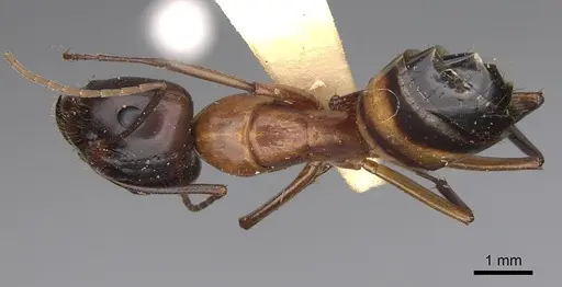 Camponotus variegatus specimen CASENT0906973 image casent0906973_1