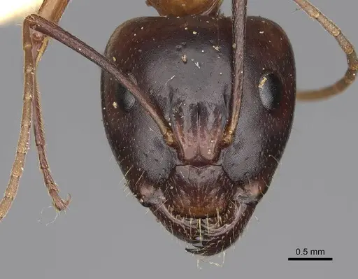 Camponotus variegatus specimen CASENT0906973 image casent0906973_2