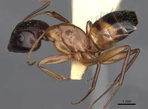 Camponotus variegatus specimen CASENT0906973 image casent0906973_3