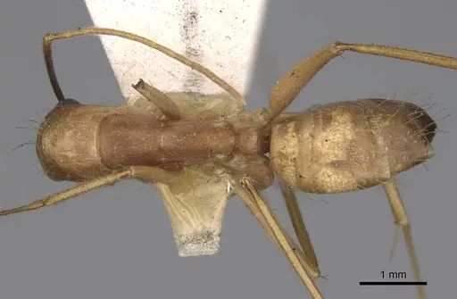 Camponotus variegatus specimen CASENT0906974 image casent0906974_1
