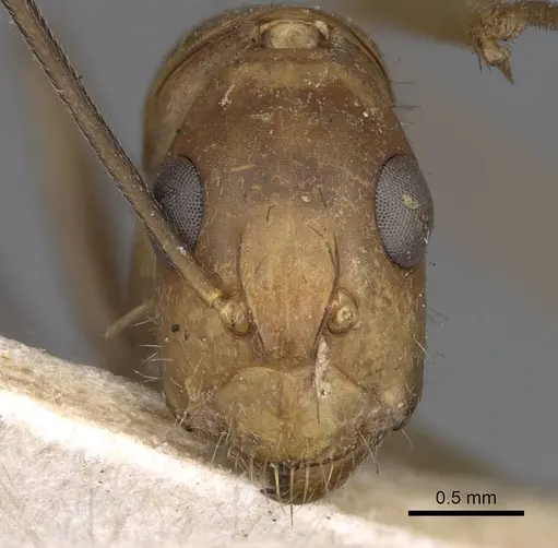 Camponotus variegatus specimen CASENT0906974 image casent0906974_2