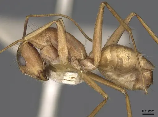 Camponotus variegatus specimen CASENT0906974 image casent0906974_3