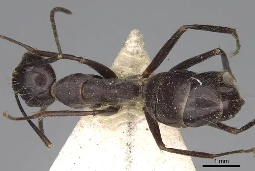 Camponotus variegatus specimen CASENT0906975 image casent0906975_1