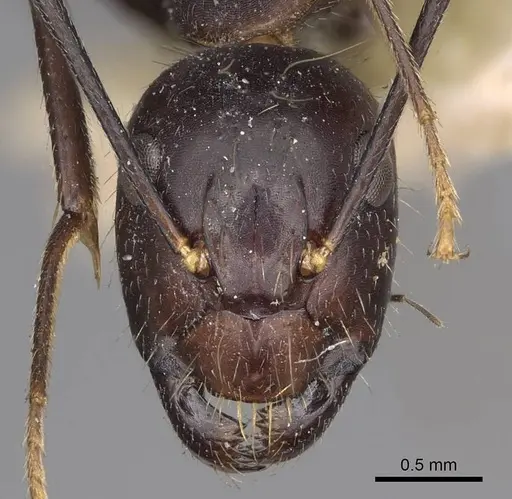 Camponotus variegatus specimen CASENT0906975 image casent0906975_2