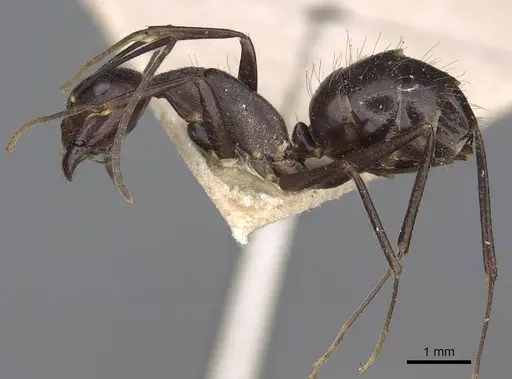 Camponotus variegatus specimen CASENT0906975 image casent0906975_3