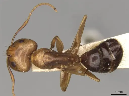Camponotus variegatus specimen CASENT0906976 image casent0906976_1
