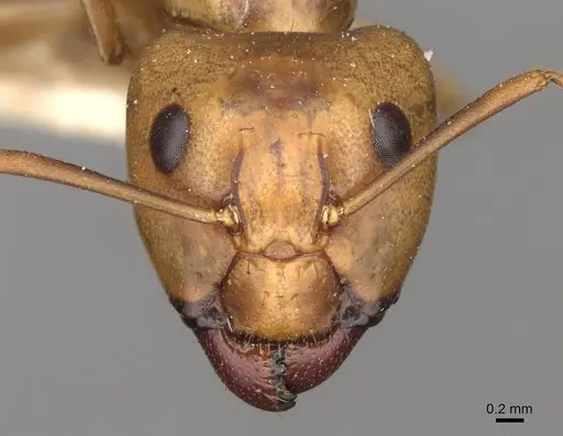 Camponotus variegatus specimen CASENT0906976 image casent0906976_2