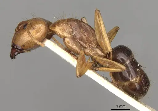 Camponotus variegatus specimen CASENT0906976 image casent0906976_3