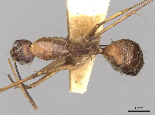 Camponotus variegatus specimen CASENT0906977 image casent0906977_1