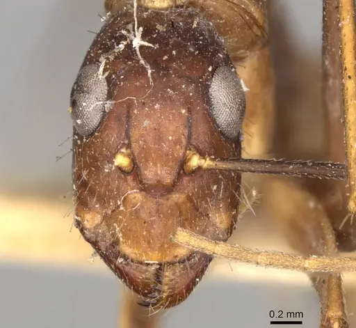 Camponotus variegatus specimen CASENT0906977 image casent0906977_2