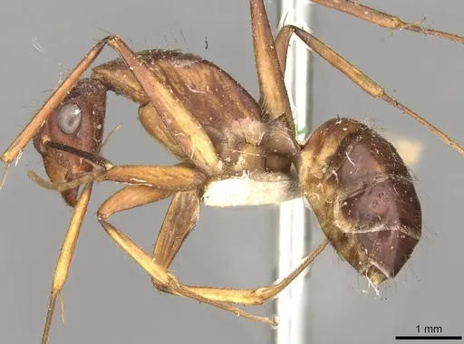 Camponotus variegatus specimen CASENT0906977 image casent0906977_3