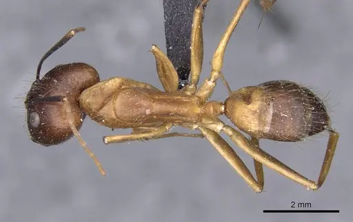Camponotus variegatus specimen CASENT0910165 image casent0910165_1