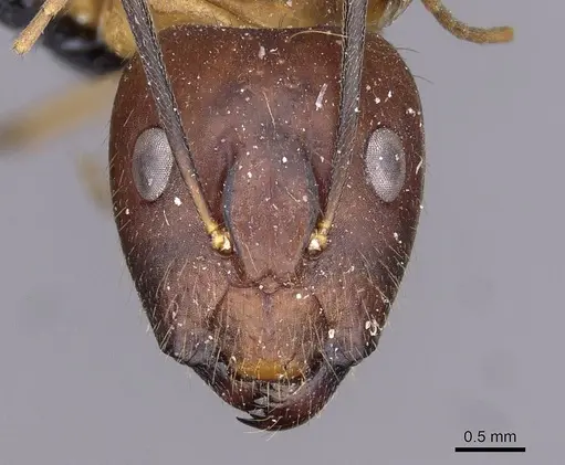 Camponotus variegatus specimen CASENT0910165 image casent0910165_2