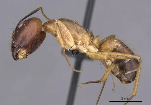 Camponotus variegatus specimen CASENT0910165 image casent0910165_3