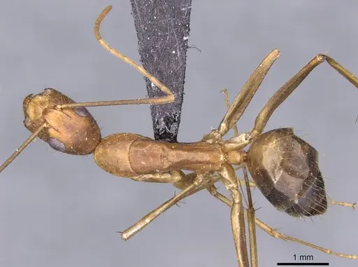 Camponotus variegatus specimen CASENT0910166 image casent0910166_1