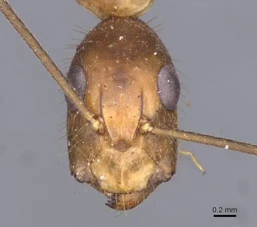 Camponotus variegatus specimen CASENT0910166 image casent0910166_2