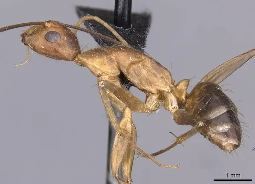 Camponotus variegatus specimen CASENT0910166 image casent0910166_3