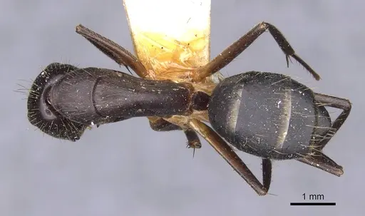 Camponotus variegatus specimen CASENT0910167 image casent0910167_1