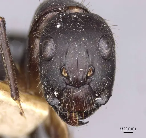 Camponotus variegatus specimen CASENT0910167 image casent0910167_2