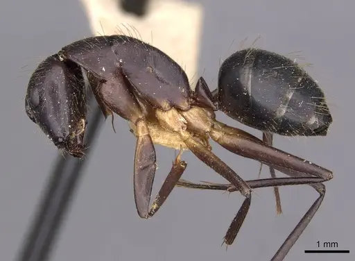 Camponotus variegatus specimen CASENT0910167 image casent0910167_3
