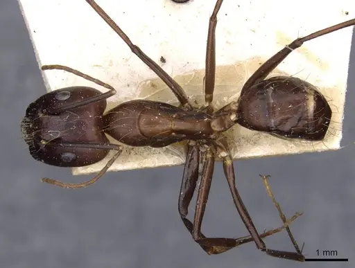 Camponotus variegatus specimen CASENT0910168 image casent0910168_1