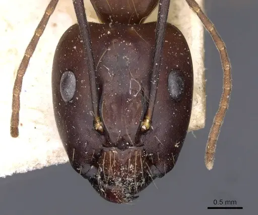 Camponotus variegatus specimen CASENT0910168 image casent0910168_2