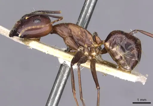 Camponotus variegatus specimen CASENT0910168 image casent0910168_3