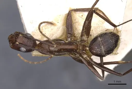 Camponotus variegatus specimen CASENT0910169 image casent0910169_1