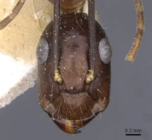 Camponotus variegatus specimen CASENT0910169 image casent0910169_2
